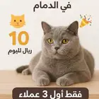 فندقة وتبيني القطط