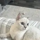 سكوتش استريت للتبني