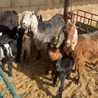 معزا متاويم 3 معها 6