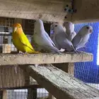 روز