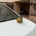 ببغاء كنيور يلو سايد