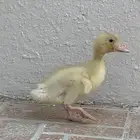 بط مع أكله