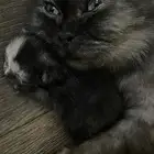 قطط