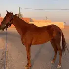 السلام عليكم اعرض عليكم حصان مشروك