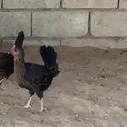 دجاج كفو 2