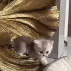 للبيع كيتن سكوتش ستريت