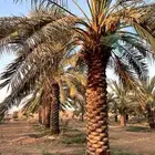 للبيع نخل سكري طويل شرط نظيف من الافات