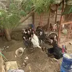 دجاج رومي منتج