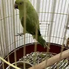 ببغاء