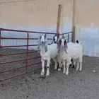 جفرات خصم ( تم البيع )