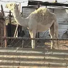حاشي طيب عمره 6 شهور