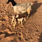 عنز والد تحتها 2 معزه حليب ومضاريع