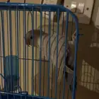 عصفور روز . اليف يطلع ع اليد ويطلع اصوات جميله