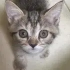 قطه صغيرة للبيع