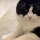 قط للتبني