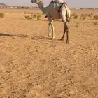 عشاير وضح