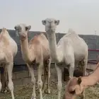قعدان مفاريد ( تم البيع)