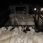 دنه دينه للحلال الجنوب خمسه متر