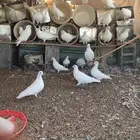 حمام فرنسي
