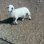 رخل عمر ثلاث شهور صحتها طيبه لباني الموقع المخواة