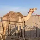 للبيع مفروده تحقق سلاله وشكل فل