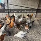 دجاج بلدي