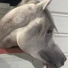 خيل دم فاخر