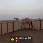 للبيع بكره شقحا كفو عمرها 3سنين