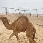 خلفه و ثنتين جنب سواحل طيبه