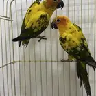 جوز صن كنيور جاهز للانتاج