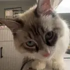 شيرازي سته شهرر