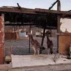 دجاج سندي ( تم البيع )