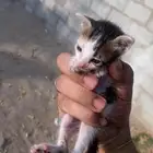قطه منقذه من الشارع للي بيتبناها ويخاف الله فيها