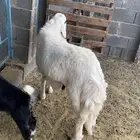 خروف للبيع