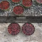 بيشه