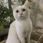 قط للتبني مستعجللل