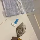 مستلزمات طيور