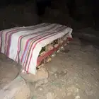 نحل للبيع