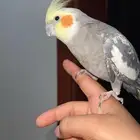 طير كروان