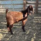 صخله عمرها ثمن شهور اسلامه شرط