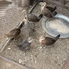 فروخ دجاج عربي