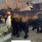 معزاء عوارض طيبه وجروم