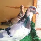 حمام شامي