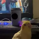 كروان عمره تقريبا 10شهور مايعض و اذا عض يعض خفيف مره سوم