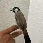 بلبول