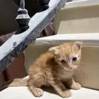 قطط شيرازي وسكوتش