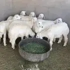 طليان