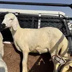 رخال