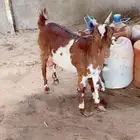 مطلوب معزاء يكون اعمارهم رباع ثنيه جذعه سدس