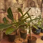 شتلات ياسمين هندي